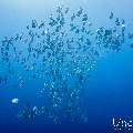 Blanthead Batfish (Platax teira), photo taken in Maldives, Male Atoll, South Male Atoll, Gulhi Corner