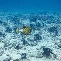 Titan Triggerfish (Balistoides viridescens), photo taken in Maldives, Male Atoll, South Male Atoll, Gulhi Corner