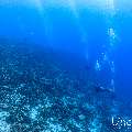 , photo taken in Maldives, Male Atoll, South Male Atoll, Stage