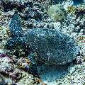 Hawksbill Sea Turtle (Eretmochelys imbricata), photo taken in Maldives, Male Atoll, South Male Atoll, Stage