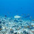 Cowtail Stingray (Pastinachus sephen), photo taken in Maldives, Male Atoll, South Male Atoll, Stage