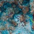 Tiger Shell (Cypraea tigris), photo taken in Maldives, Male Atoll, South Male Atoll, Stage