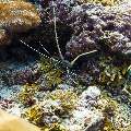 Painted spiny lobster (Panulirus versicolor), photo taken in Maldives, Male Atoll, South Male Atoll, Stage
