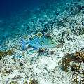 Bluefin trevally, photo taken in Maldives, Male Atoll, South Male Atoll, Stage