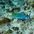 Bluefin Trevally (Caranx melampygus), photo taken in Maldives, Male Atoll, South Male Atoll, Stage