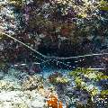 Painted spiny lobster (Panulirus versicolor), photo taken in Maldives, Male Atoll, South Male Atoll, Stage