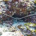 Painted spiny lobster (Panulirus versicolor), photo taken in Maldives, Male Atoll, South Male Atoll, Stage