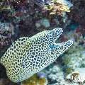 Honeycomb Moray (Gymnothorax favagineus), photo taken in Maldives, Male Atoll, South Male Atoll, Stage
