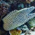 Honeycomb Moray (Gymnothorax favagineus), photo taken in Maldives, Male Atoll, South Male Atoll, Stage
