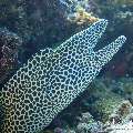 Honeycomb Moray (Gymnothorax favagineus), photo taken in Maldives, Male Atoll, South Male Atoll, Stage