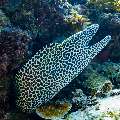 Honeycomb Moray (Gymnothorax favagineus), photo taken in Maldives, Male Atoll, South Male Atoll, Stage