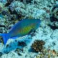 , photo taken in Maldives, Male Atoll, South Male Atoll, Stage