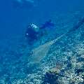 Cowtail Stingray (Pastinachus sephen), photo taken in Maldives, Male Atoll, South Male Atoll, Stage
