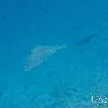 Cowtail Stingray (Pastinachus sephen), photo taken in Maldives, Male Atoll, South Male Atoll, Stage