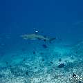 White Tip Reefshark (Triaenodon obesus), photo taken in Maldives, Male Atoll, South Male Atoll, Stage