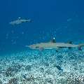 White Tip Reefshark (Triaenodon obesus), photo taken in Maldives, Male Atoll, South Male Atoll, Stage