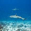 White Tip Reefshark (Triaenodon obesus), photo taken in Maldives, Male Atoll, South Male Atoll, Stage