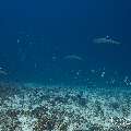 White Tip Reefshark (Triaenodon obesus), photo taken in Maldives, Male Atoll, South Male Atoll, Stage
