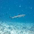 White Tip Reefshark (Triaenodon obesus), photo taken in Maldives, Male Atoll, South Male Atoll, Stage
