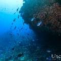 , photo taken in Maldives, Male Atoll, South Male Atoll, n/a