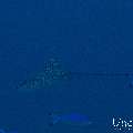 Ocellated eagle ray (Aetobatus ocellatus), photo taken in Maldives, Male Atoll, South Male Atoll, n/a