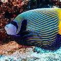 Emperor Angelfish (Pomacanthus imperator), photo taken in Maldives, Male Atoll, South Male Atoll, Velhigandu Beiru