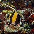 Moorish idol (Zanclus cornutus), photo taken in Maldives, Male Atoll, South Male Atoll, Velhigandu Beiru