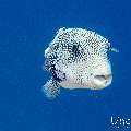 Blue-Spotted Puffer (Arothron caeruleopunctatus), photo taken in Maldives, Male Atoll, South Male Atoll, Velhigandu Beiru