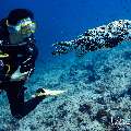 Blue-Spotted Puffer (Arothron caeruleopunctatus), photo taken in Maldives, Male Atoll, South Male Atoll, Velhigandu Beiru
