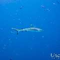 Grey Reefshark (Carcharhinus amblyrhynchos), photo taken in Maldives, Male Atoll, South Male Atoll, Velhigandu Beiru