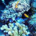 , photo taken in Maldives, Male Atoll, South Male Atoll, n/a
