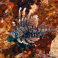 Devil Firefish (Pterois miles), photo taken in Maldives, Male Atoll, South Male Atoll, n/a