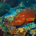 Coral Grouper (Cephalopholis miniata), Orange-striped triggerfish (Balistapus undulatus), photo taken in Maldives, Male Atoll, South Male Atoll, n/a
