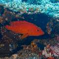 Coral Grouper (Cephalopholis miniata), photo taken in Maldives, Male Atoll, South Male Atoll, n/a