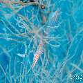 Longnose Hawkfish (Oxycirrhites typus), photo taken in Maldives, Male Atoll, South Male Atoll, n/a