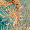 Longnose Hawkfish (Oxycirrhites typus), photo taken in Maldives, Male Atoll, South Male Atoll, n/a