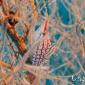 Longnose Hawkfish (Oxycirrhites typus), photo taken in Maldives, Male Atoll, South Male Atoll, n/a