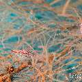 Longnose Hawkfish (Oxycirrhites typus), photo taken in Maldives, Male Atoll, South Male Atoll, n/a