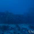Wreck, photo taken in Maldives, Male Atoll, South Male Atoll, n/a