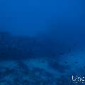 Wreck, photo taken in Maldives, Male Atoll, South Male Atoll, n/a