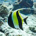 Moorish idol (Zanclus cornutus), photo taken in Maldives, Male Atoll, South Male Atoll, n/a