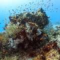 , photo taken in Maldives, Male Atoll, South Male Atoll, n/a