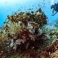 , photo taken in Maldives, Male Atoll, South Male Atoll, n/a