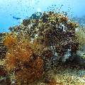 , photo taken in Maldives, Male Atoll, South Male Atoll, n/a