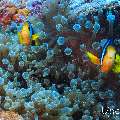 , photo taken in Maldives, Male Atoll, South Male Atoll, n/a