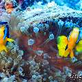, photo taken in Maldives, Male Atoll, South Male Atoll, n/a