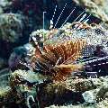 Broadbarred firefish (Pterois antennata), photo taken in Maldives, Male Atoll, South Male Atoll, n/a