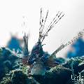 , photo taken in Maldives, Male Atoll, South Male Atoll, n/a