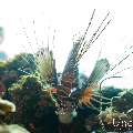 , photo taken in Maldives, Male Atoll, South Male Atoll, n/a