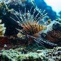 , photo taken in Maldives, Male Atoll, South Male Atoll, n/a